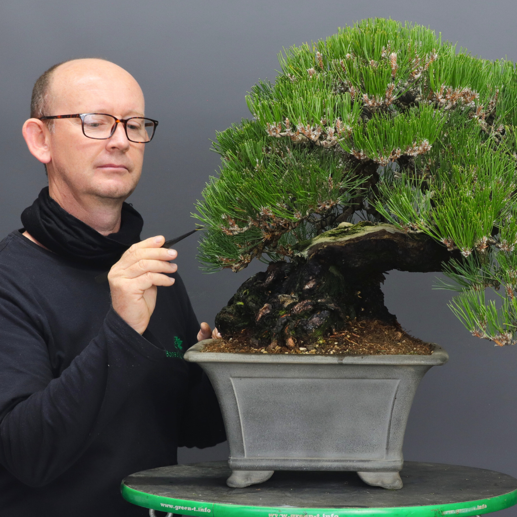 Pine Bonsai Class, 24th June, Cape Town. Bonsai Tree (Pty) Ltd.