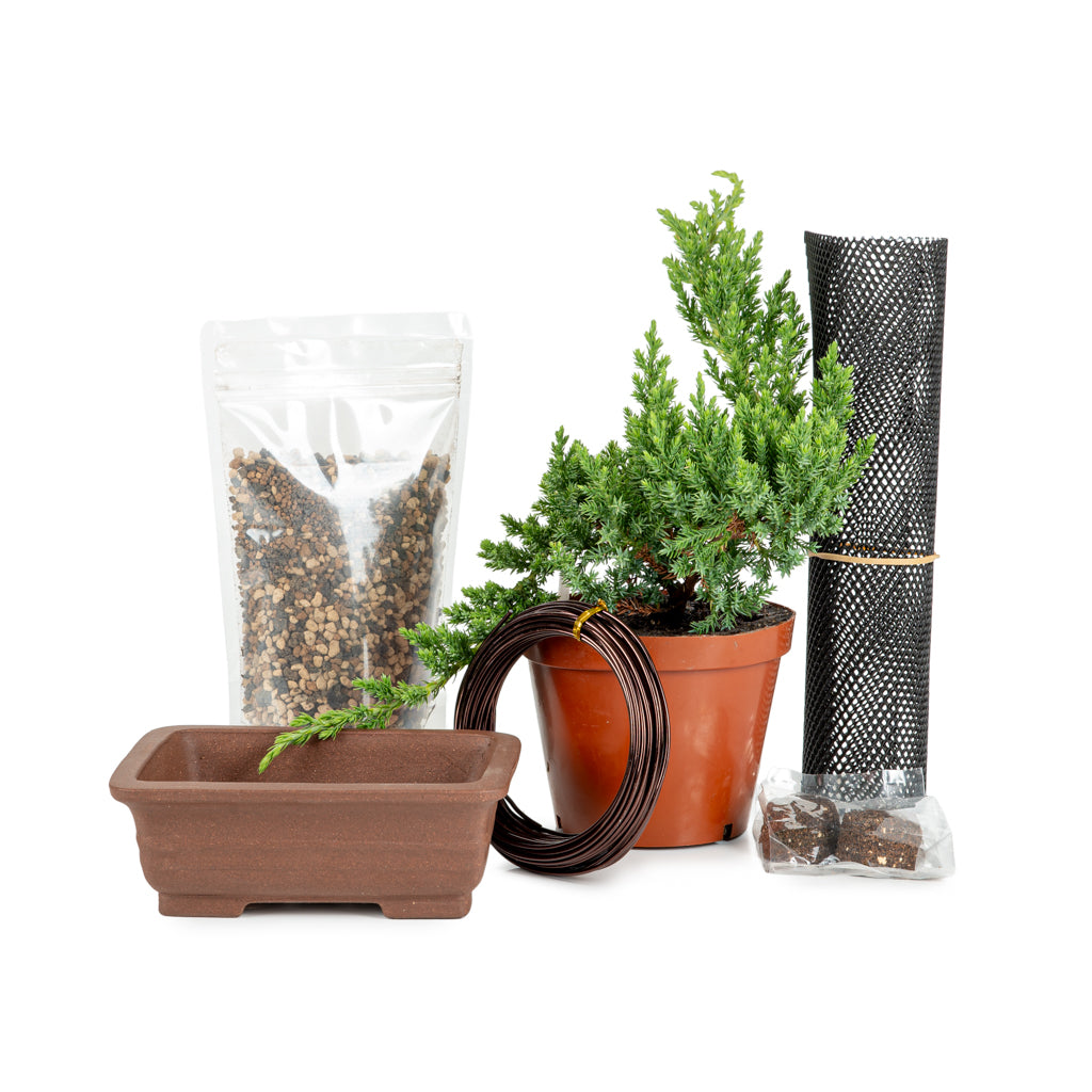 Apprentice Juniper Bundle - - Bundles and Gift sets
