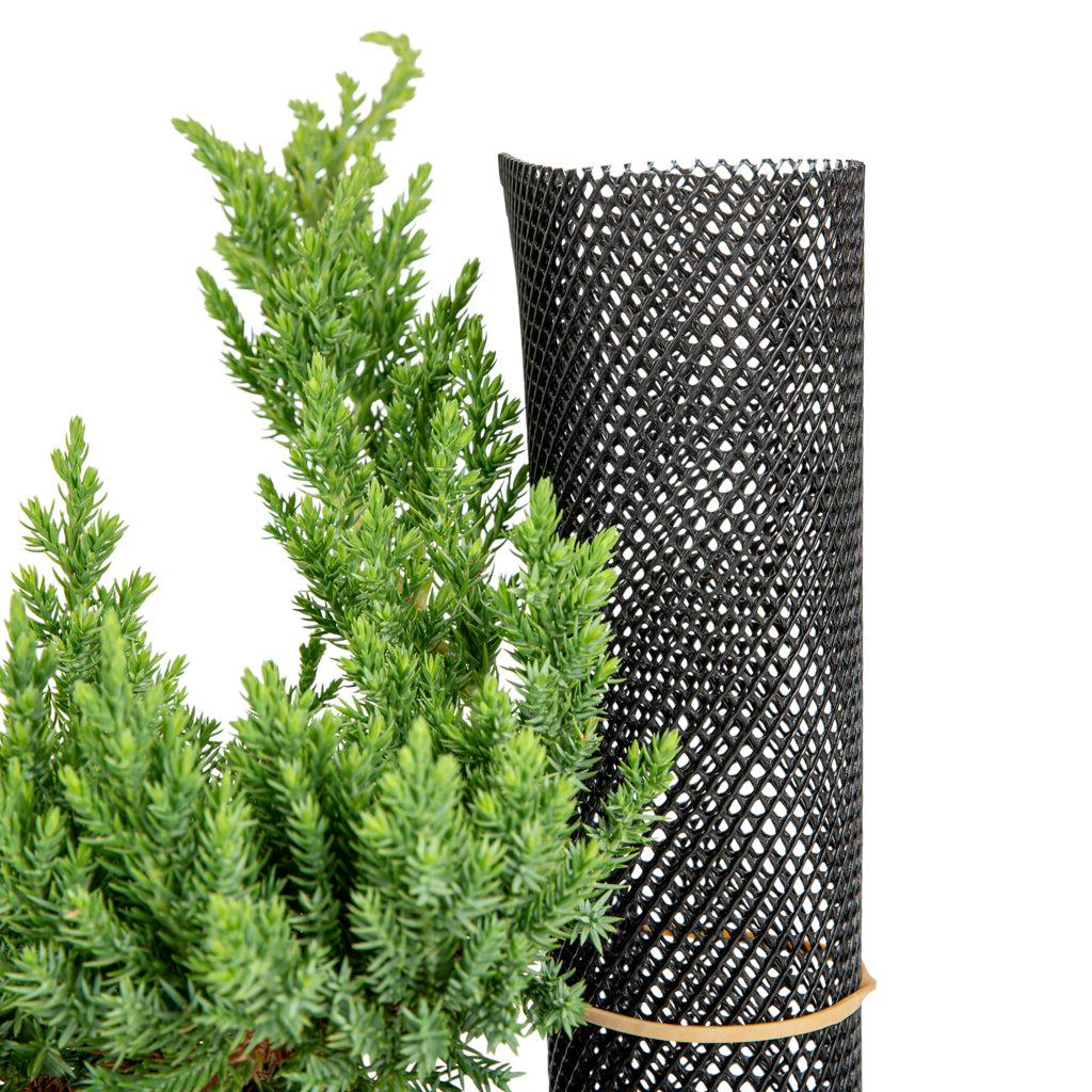 Apprentice Juniper Bundle - - Bundles and Gift sets