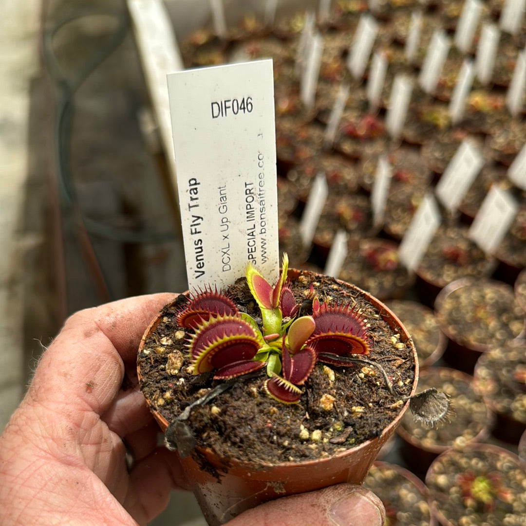 Venus Fly Trap, 'DCXL x Up Giant.' Special Import. - 2 year old plant. 7.5cm plastic container. - Carnivorous Plant