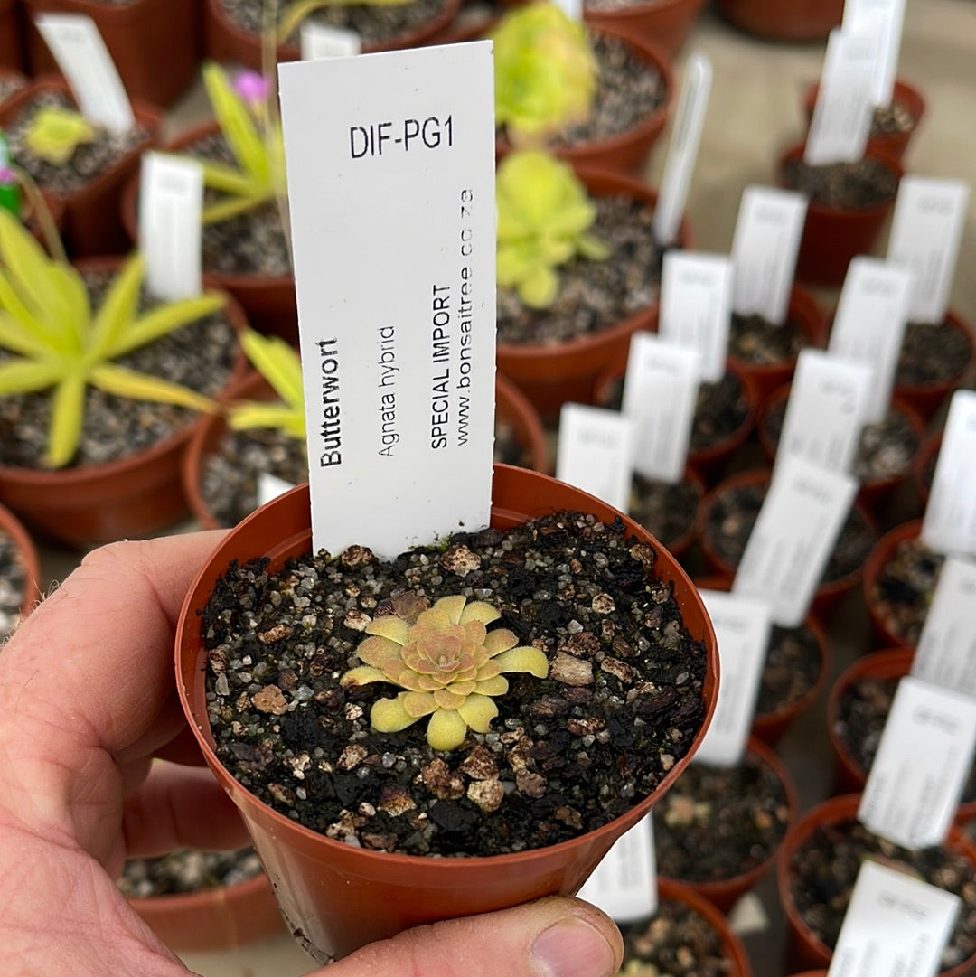 Butterwort, Pinguicula 'Agnata hybrid.' Special Import by Diflora