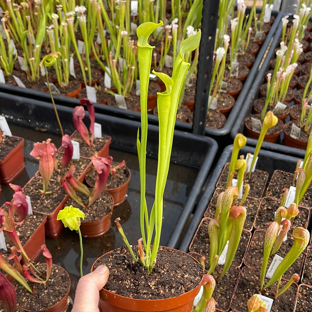 Trumpet Pitcher, Sarracenia 'Phumesa' by Sarracenia