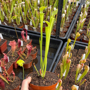 Trumpet Pitcher, Sarracenia 'Phumesa' -  Medium to Large plant. 12cm plastic container. - Carnivorous Plant