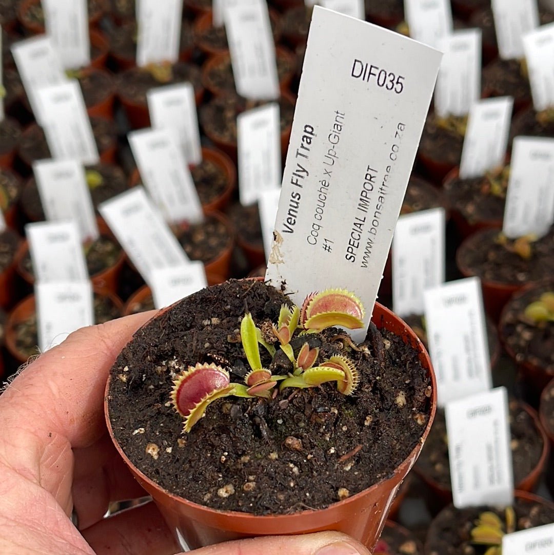 Venus Fly Trap, 'Coq couchè x Up-Giant #1.' Special Import. by Venus Fly Trap
