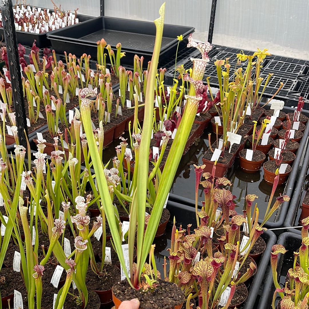 Trumpet Pitcher, Sarracenia 'Sl61 Cedric x Leucophylla hybrid HA20A #1.' Special Import. by Sarracenia