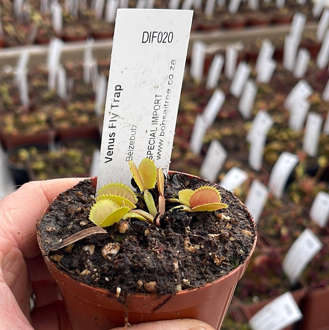 Venus Fly Trap, 'Belzebub.' Special Import. - 2 year old plant. 7.5cm plastic container. - Carnivorous Plant