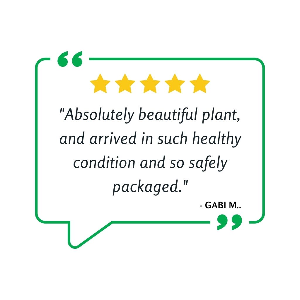 Venus Fly Trap, 'Giant Clam.' Special Import. -   - Carnivorous Plant