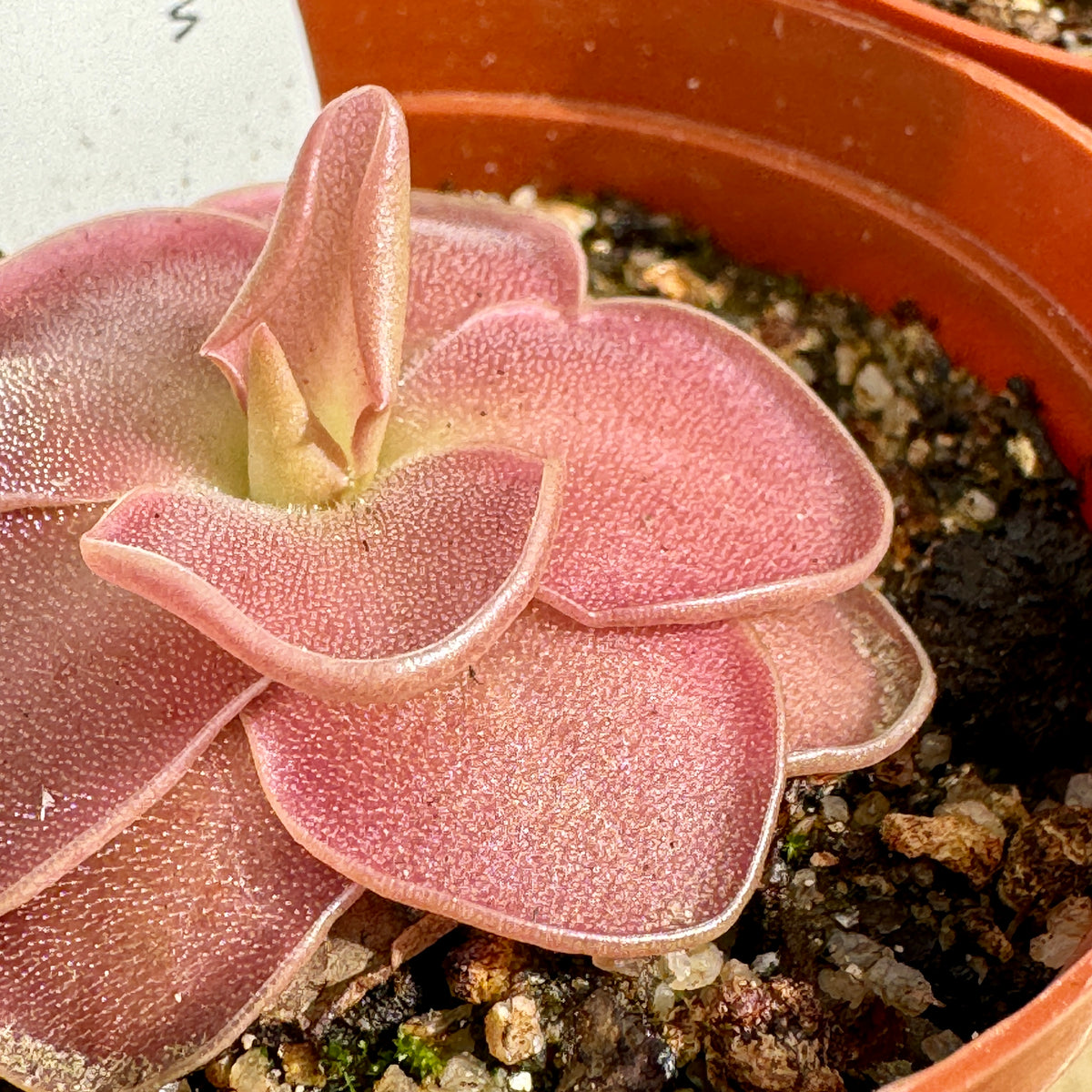 Butterwort, Pinguicula 'Wesser' -   - Carnivorous Plant