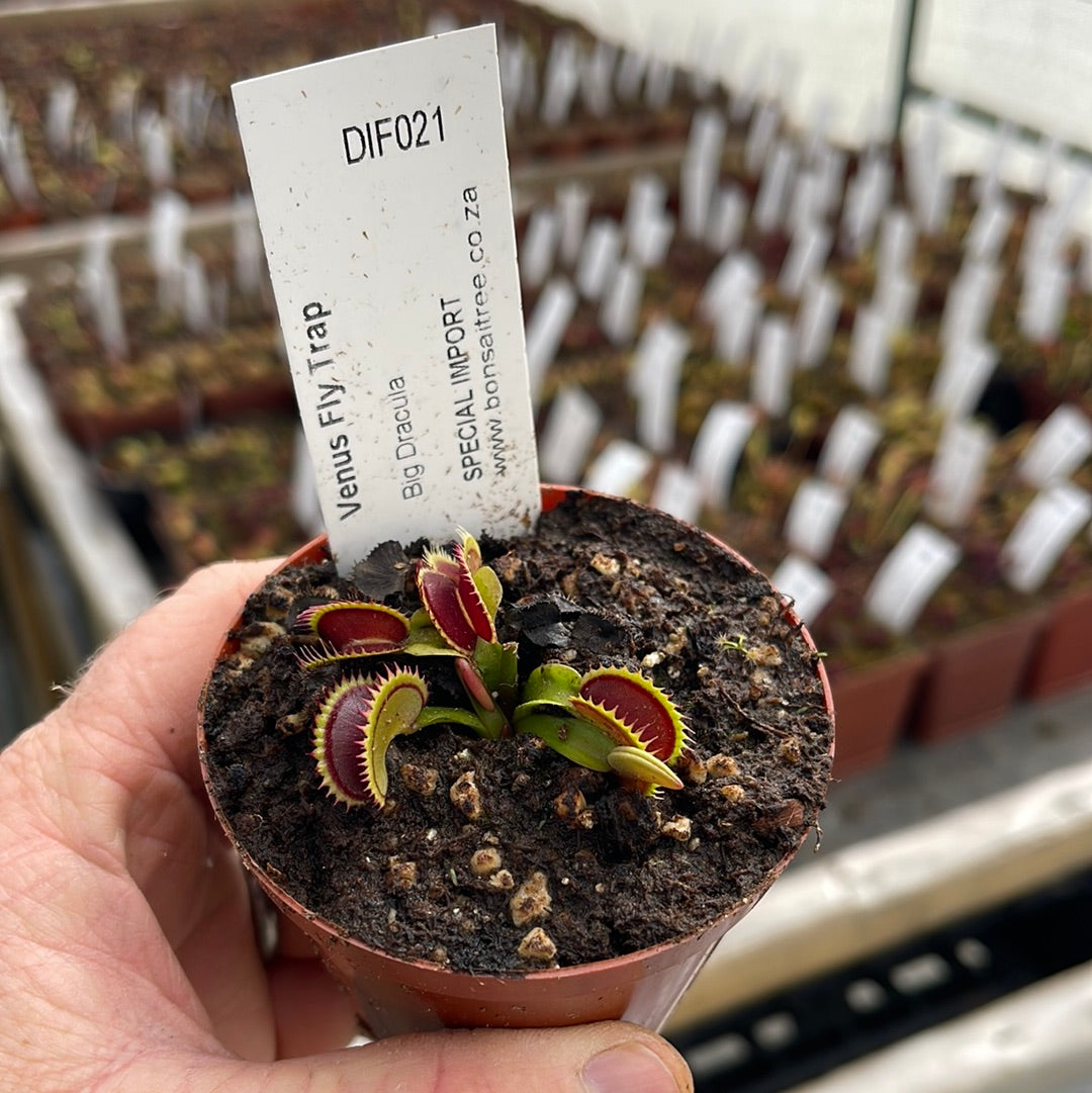 Venus Fly Trap, 'Big Dracula.' Collectible import. - 2 year old plant. 7.5cm plastic container. - Carnivorous Plant