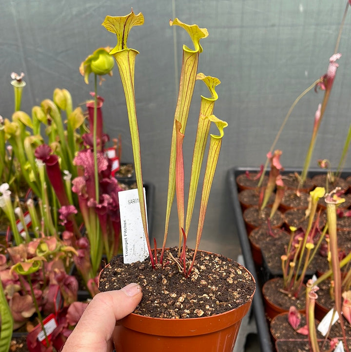 Trumpet Pitcher, Sarracenia 'Limile' by Sarracenia