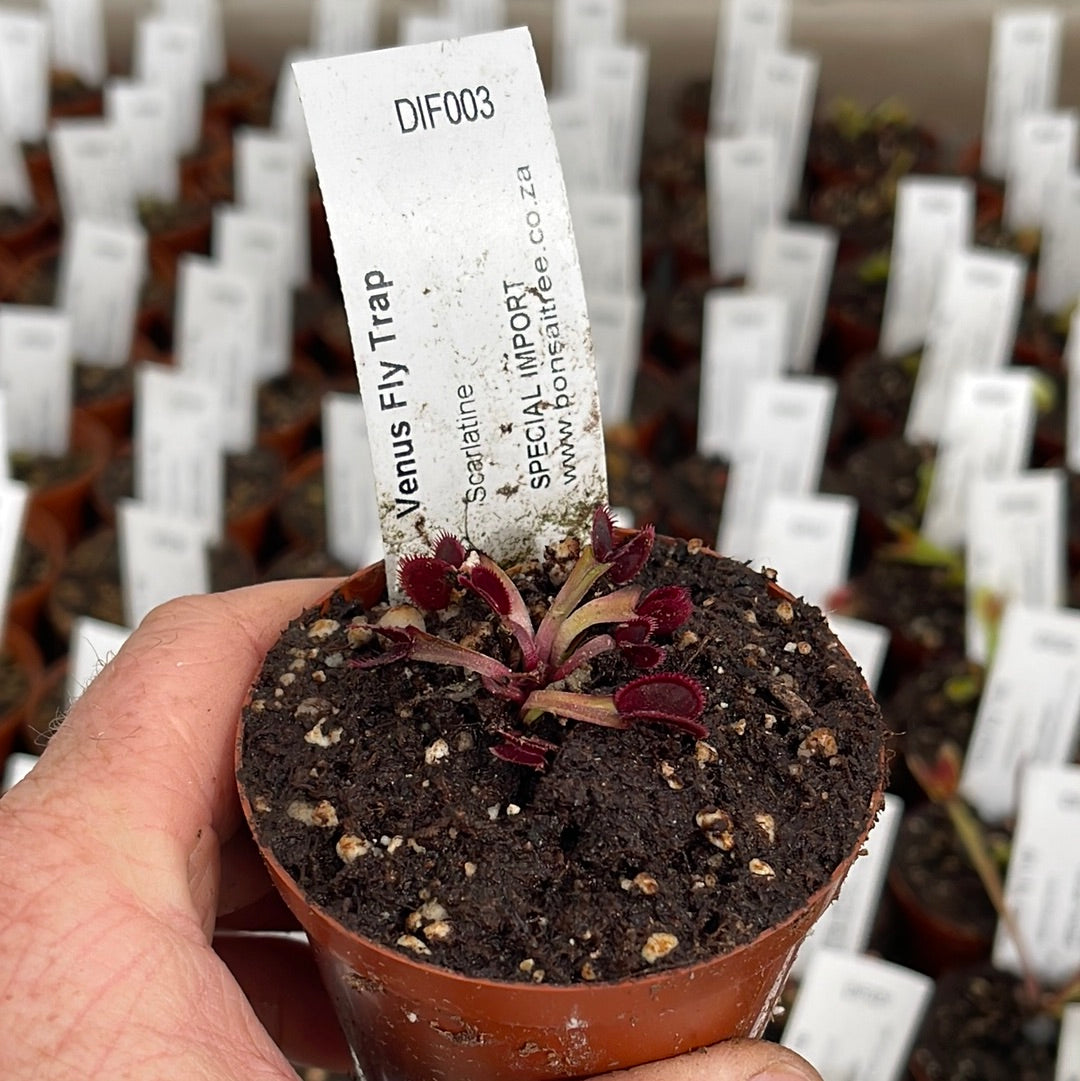Venus Fly Trap, 'Scarlatine.' Special Import. - 2 year old plant. 7.5cm plastic container. - Carnivorous Plant