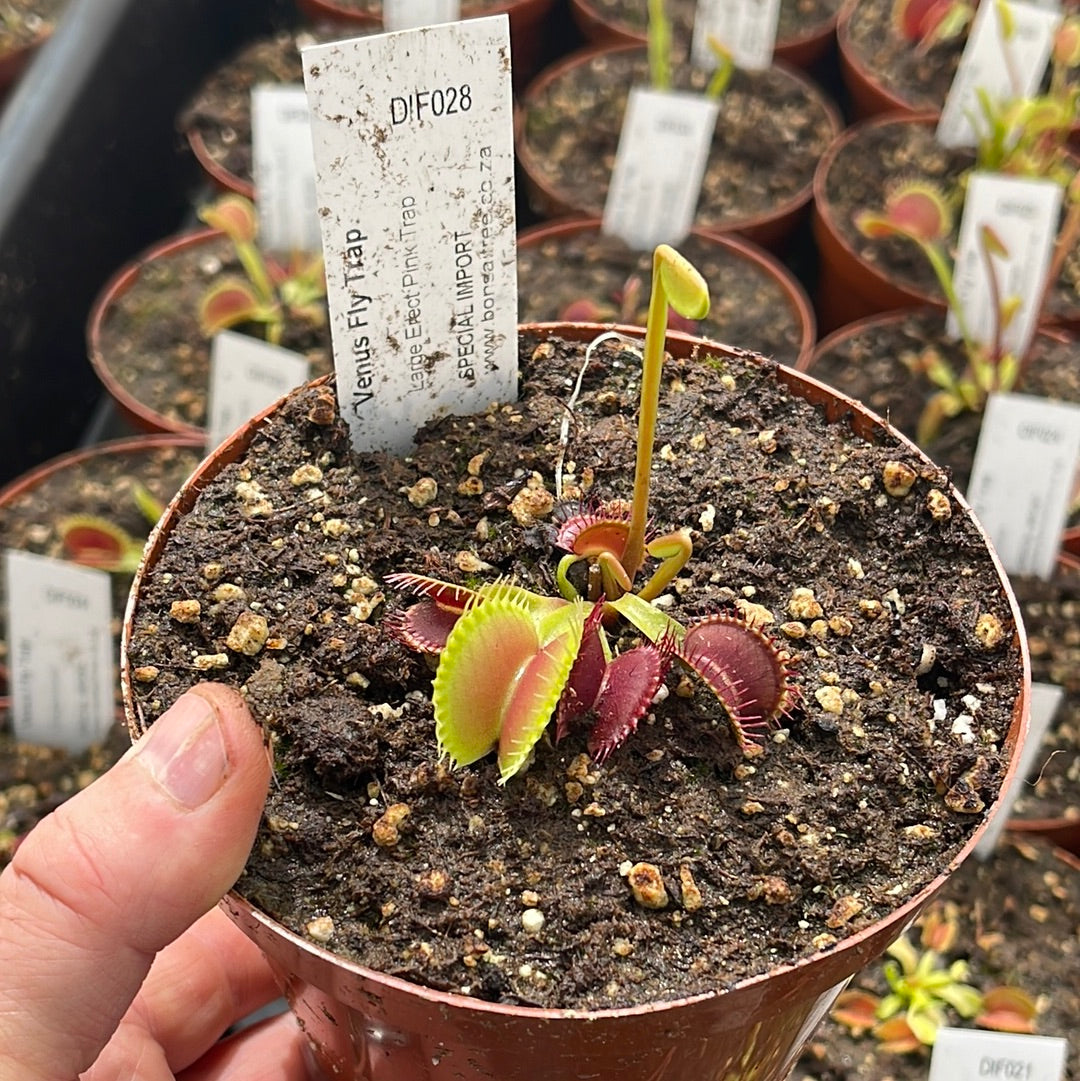 Venus Fly Trap, 'Large Erect Pink Trap.' Special Import. by Venus Fly Trap