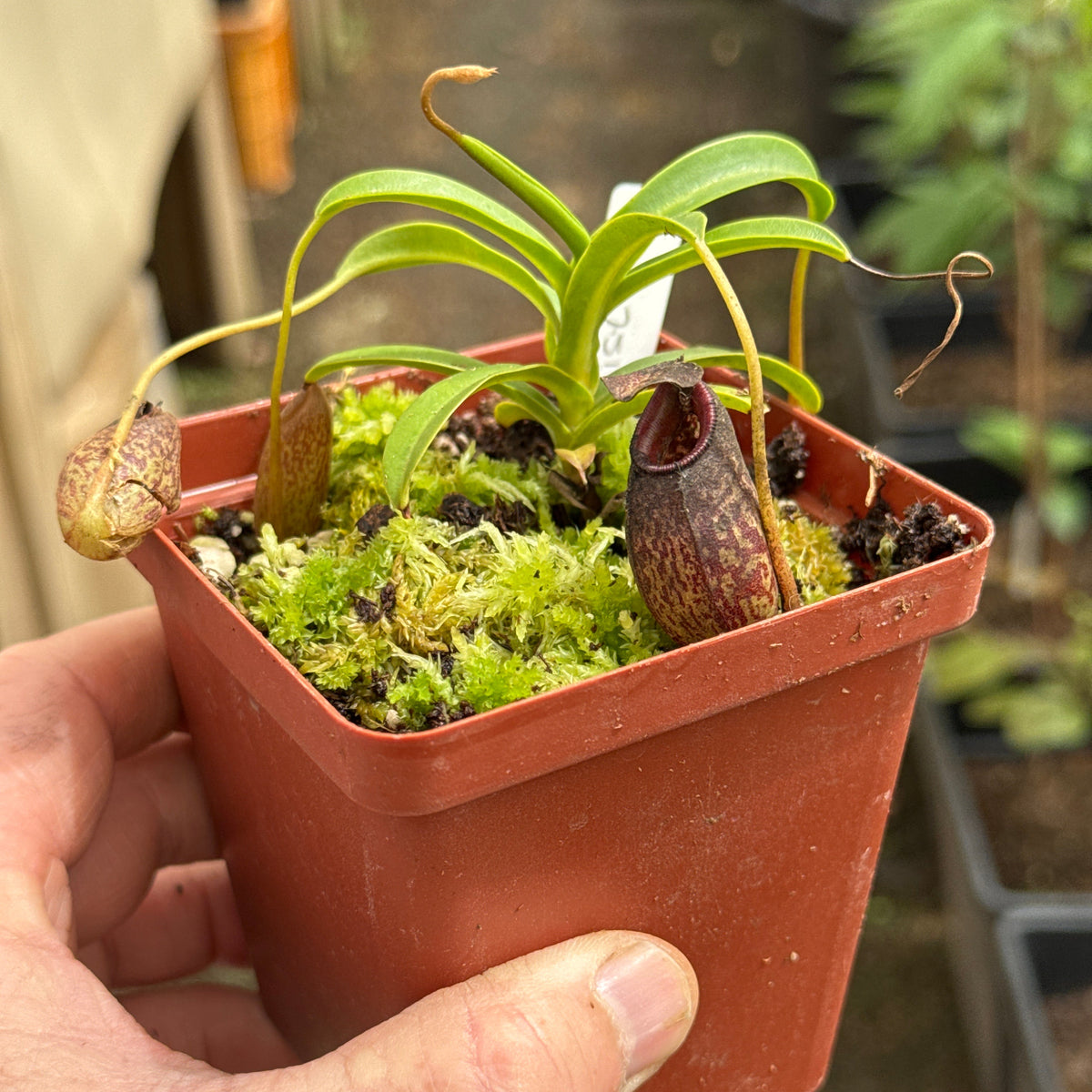 Tropical Pitcher, Nepenthes 'burkei x aristolochioides,' BE-3784 by Nepenthes