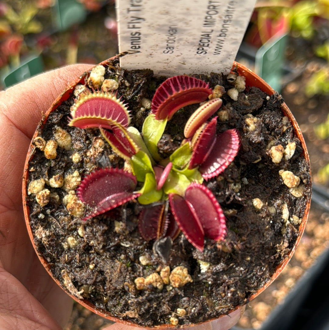 Venus Fly Trap, 'Sandokan.' Special Import. -   - Carnivorous Plant