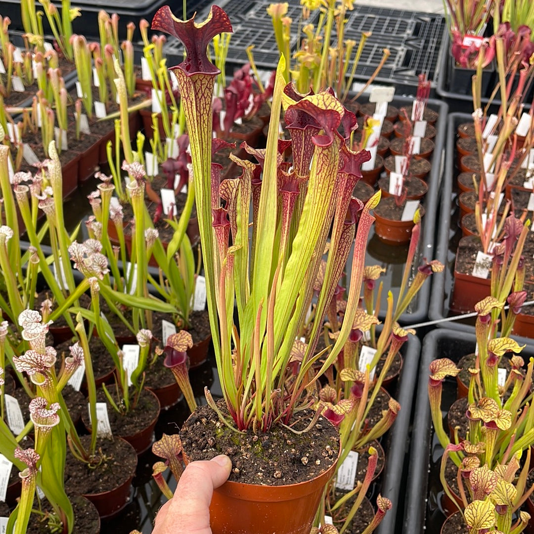 Trumpet Pitcher, Sarracenia 'Hybrid 01 x Ornata Red Throat #6.' Special Import. -  Medium to Large plant. 12cm plastic container. - Carnivorous Plant