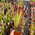 Trumpet Pitcher, Sarracenia 'Hybrid 01 x Ornata Red Throat #6.' Special Import. -  Medium to Large plant. 12cm plastic container. - Carnivorous Plant