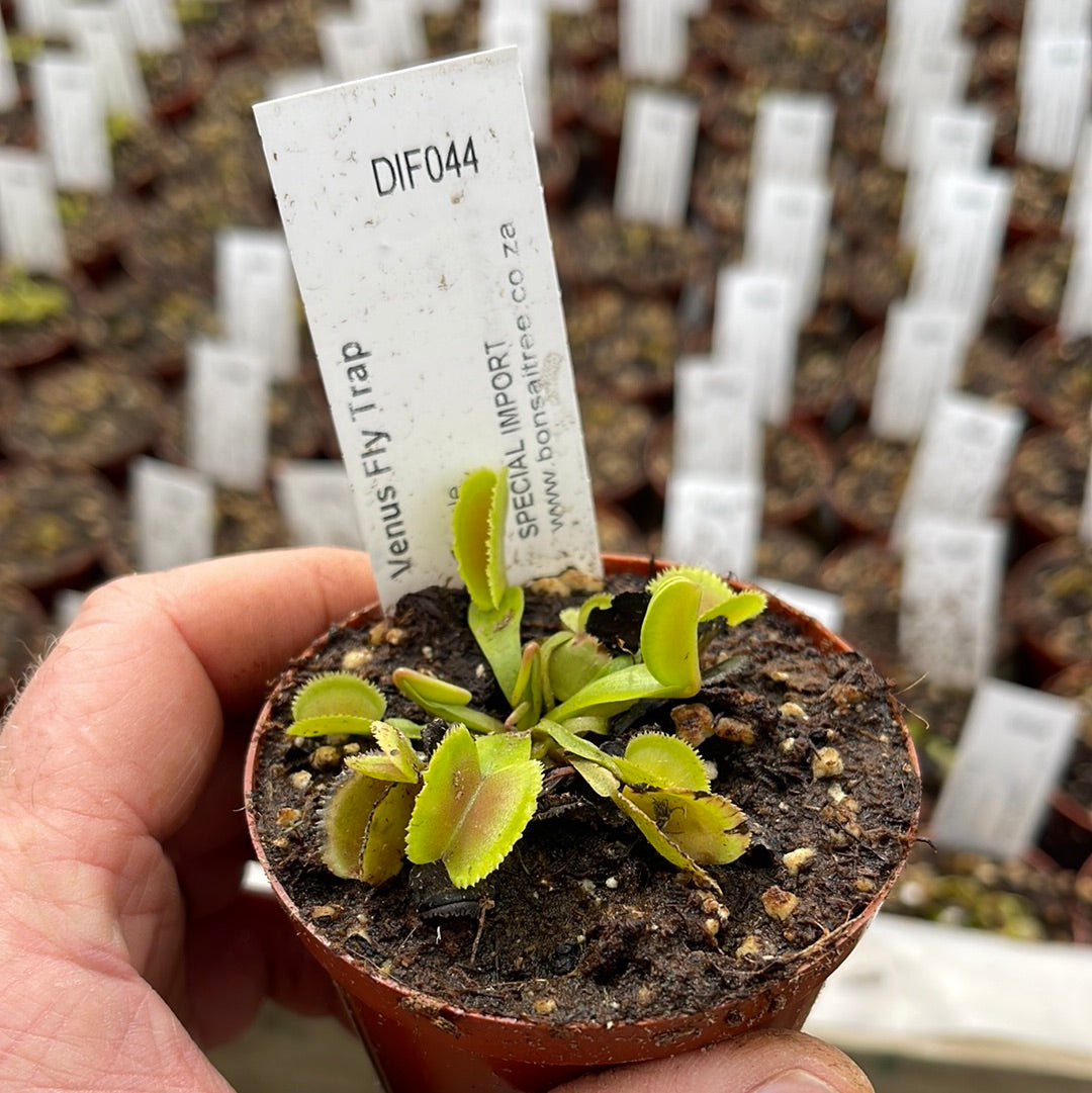 Venus Fly Trap, 'Whale.' Special Import. - 2 year old plant. 7.5cm plastic container. - Carnivorous Plant