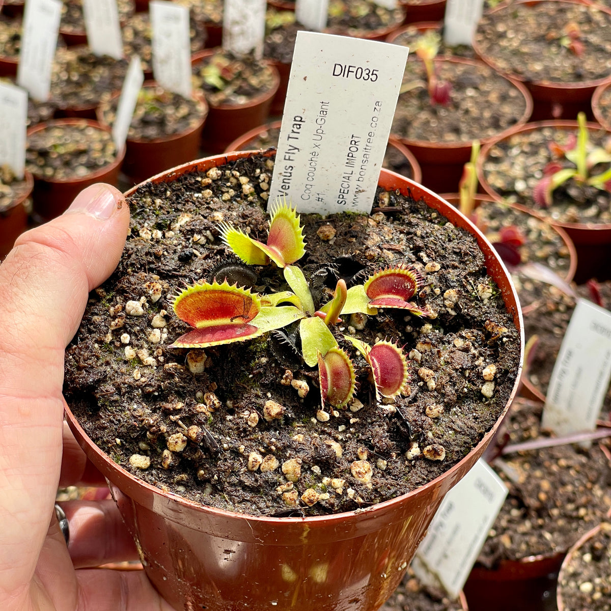 Venus Fly Trap, 'Coq couchè x Up-Giant #1.' Special Import. by Venus Fly Trap