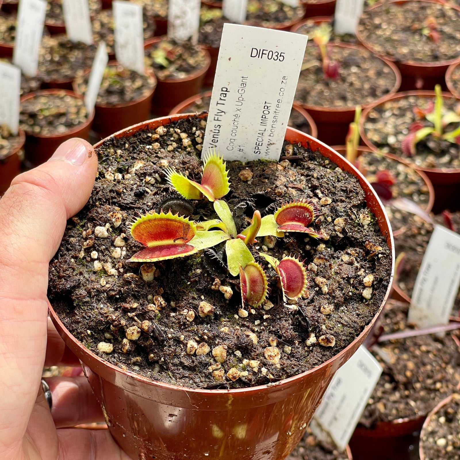 Venus Fly Trap, 'Coq couchè x Up-Giant #1.' Special Import. by Venus Fly Trap