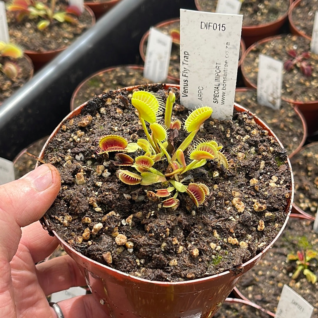 Venus Fly Trap, 'ARPC.' Special Import by Venus Fly Trap
