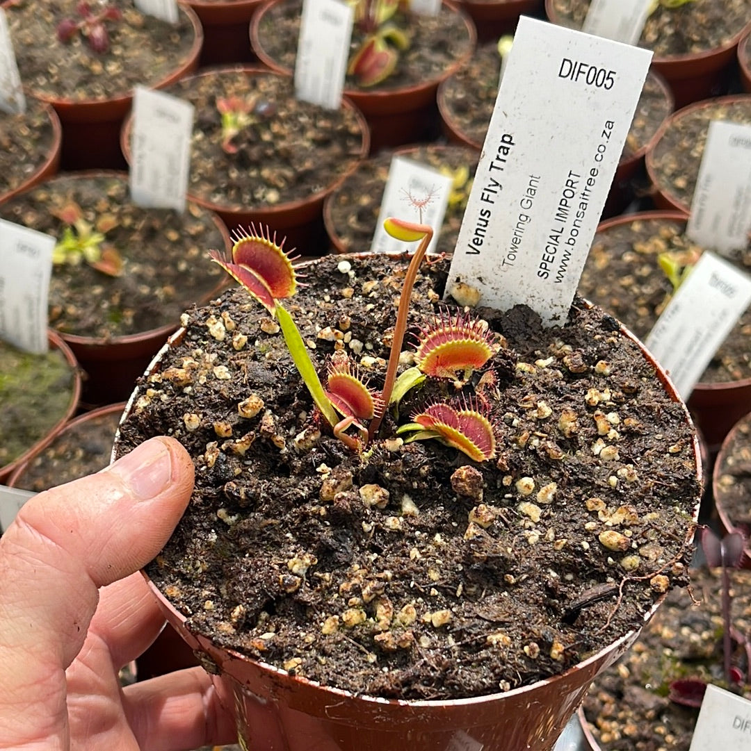 Venus Fly Trap, 'Towering Giant.' Special Import. -   - Carnivorous Plant