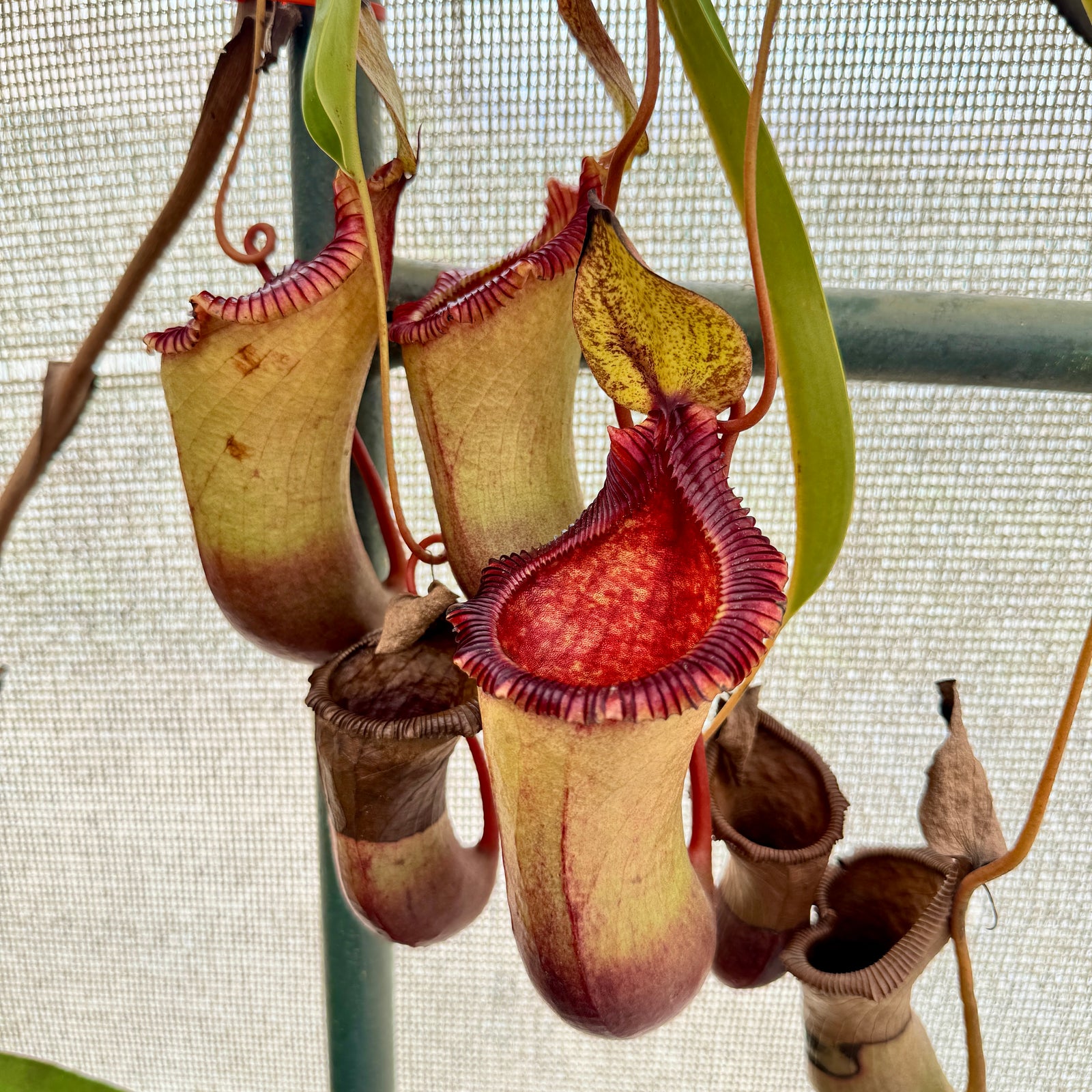 Tropical Pitcher, Nepenthes 'ventricosa x (ventricosa x trusmadiensis)' by Nepenthes