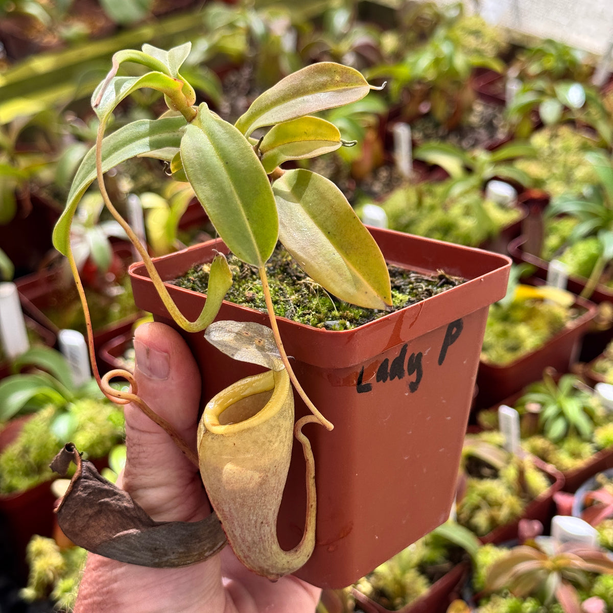Tropical Pitcher, Nepenthes 'Lady Pauline', BE-3679 - Small - Carnivorous Plant