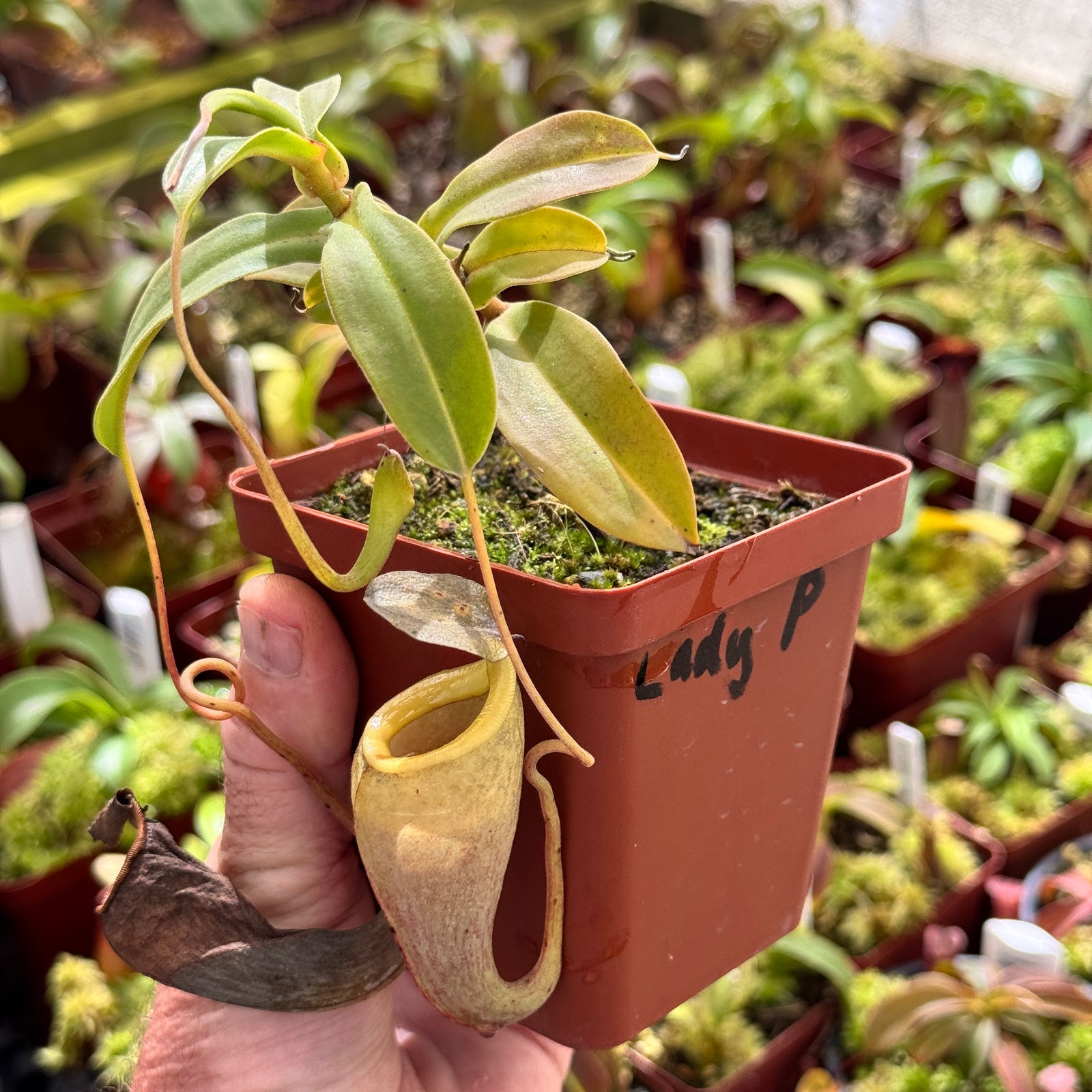 Tropical Pitcher, Nepenthes 'Lady Pauline', BE-3679 - Small - Carnivorous Plant