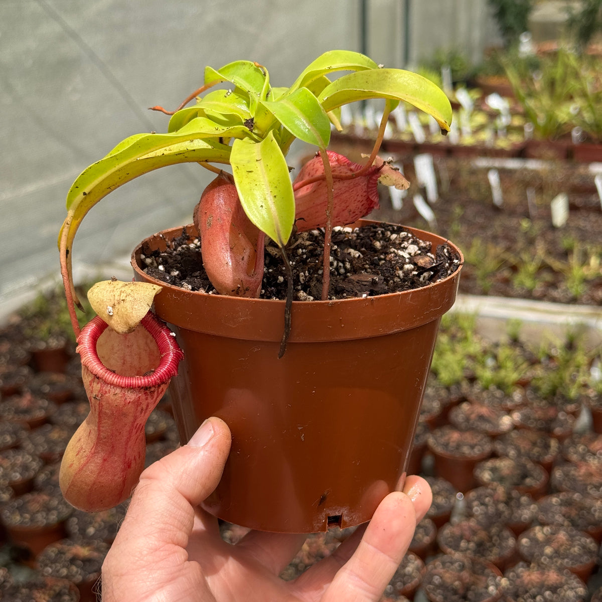 Tropical Pitcher, Nepenthes 'Captain Hook'