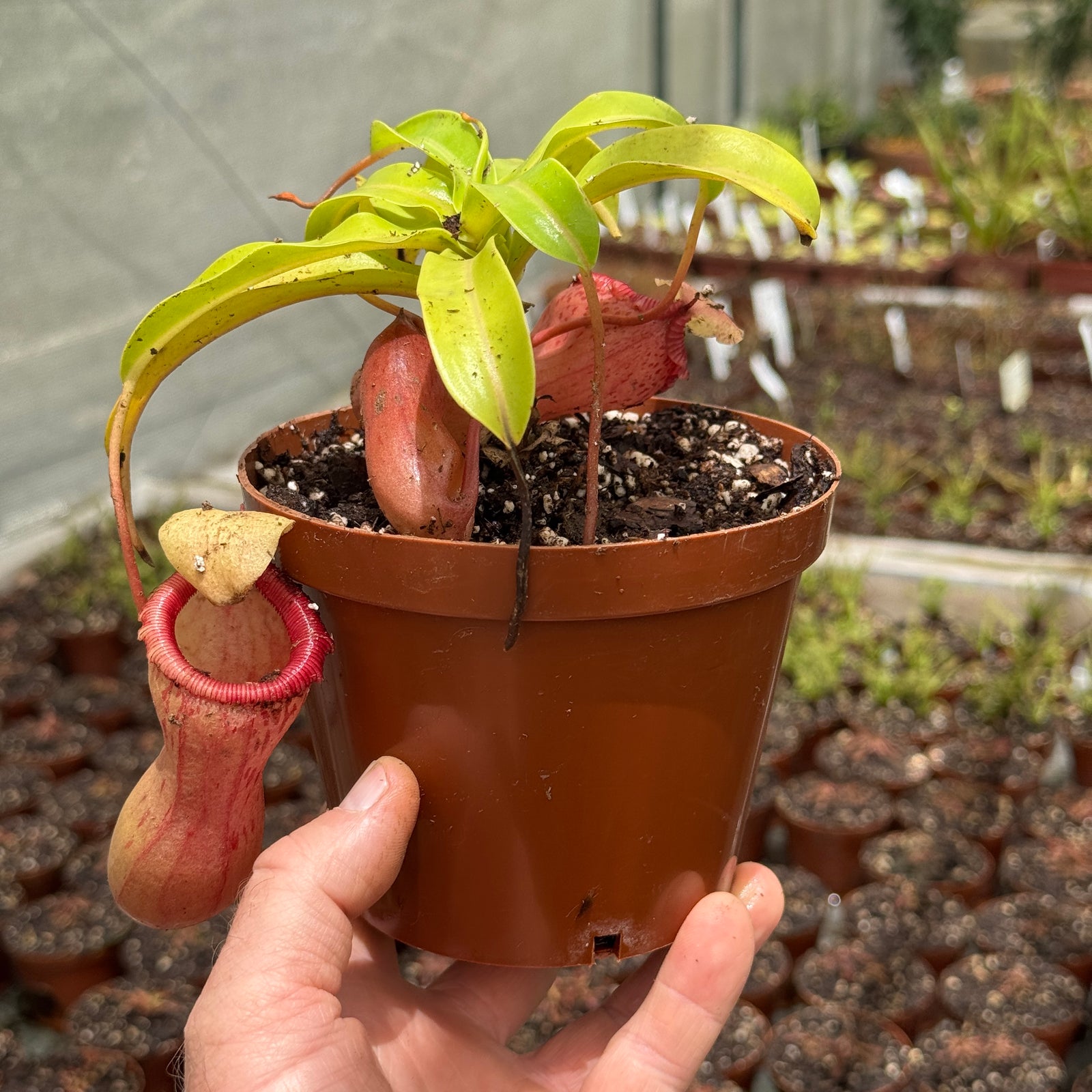 Tropical Pitcher, Nepenthes 'Captain Hook'