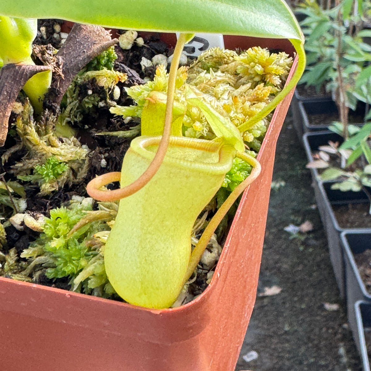 Tropical Pitcher, Nepenthes ventricosa hybrids by Nepenthes