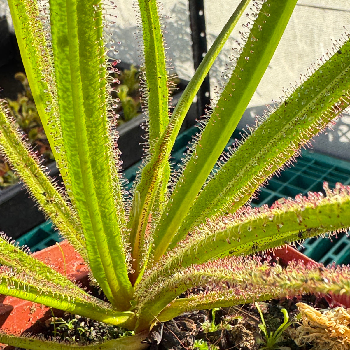 Sundew, Drosera regia by Pan's Carnivours Drosera