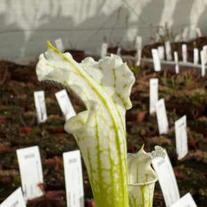 Trumpet Pitcher, Sarracenia 'Alba DFL08.' Special Import. -   - Carnivorous Plant