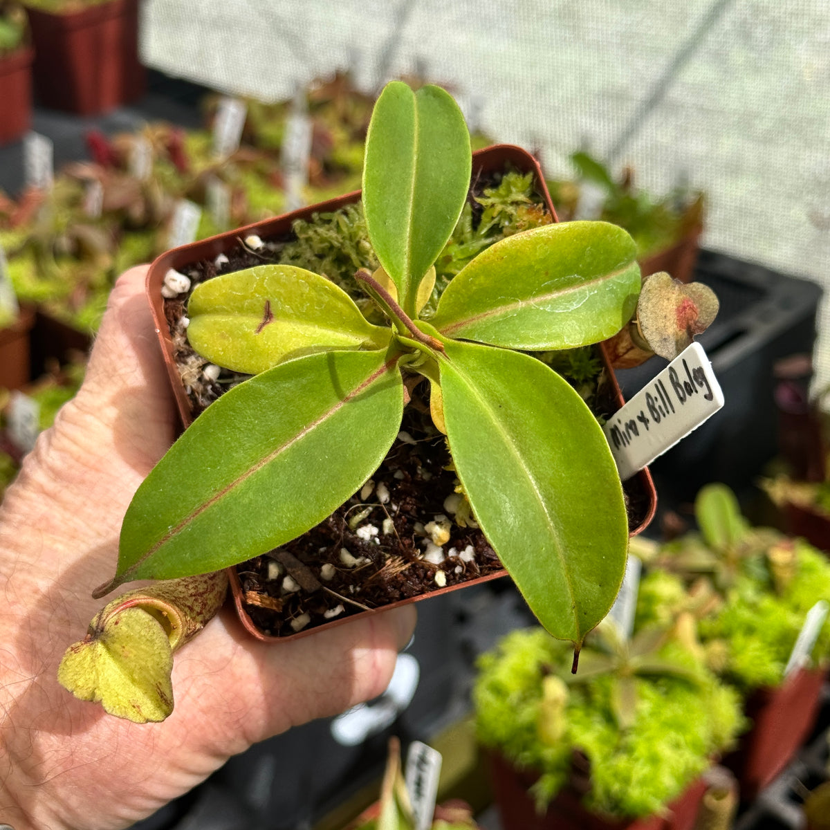 Tropical Pitcher, Nepenthes 'Spathulata x Mira x Bill Bailey' by Nepenthes