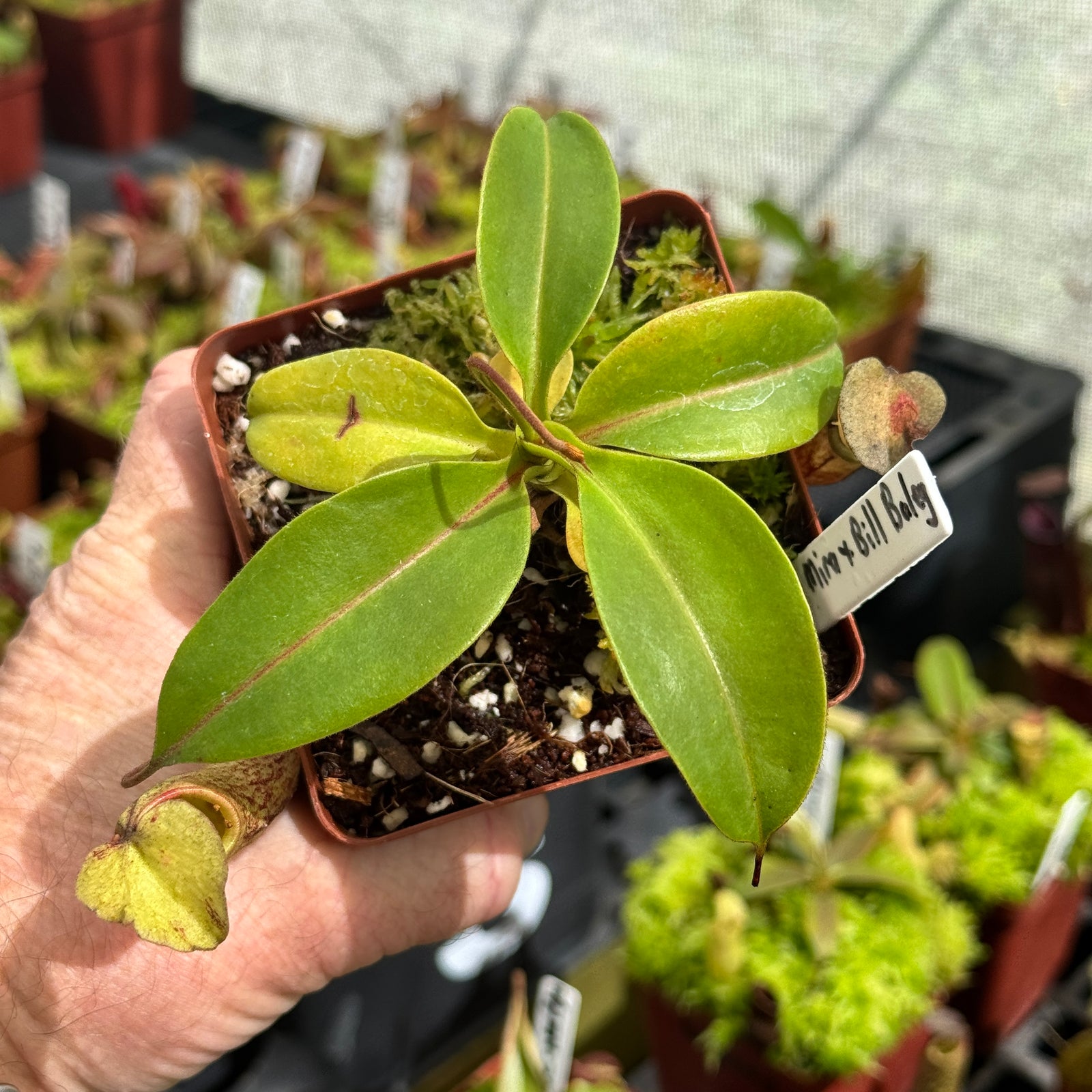 Tropical Pitcher, Nepenthes 'Spathulata x Mira x Bill Bailey' by Nepenthes