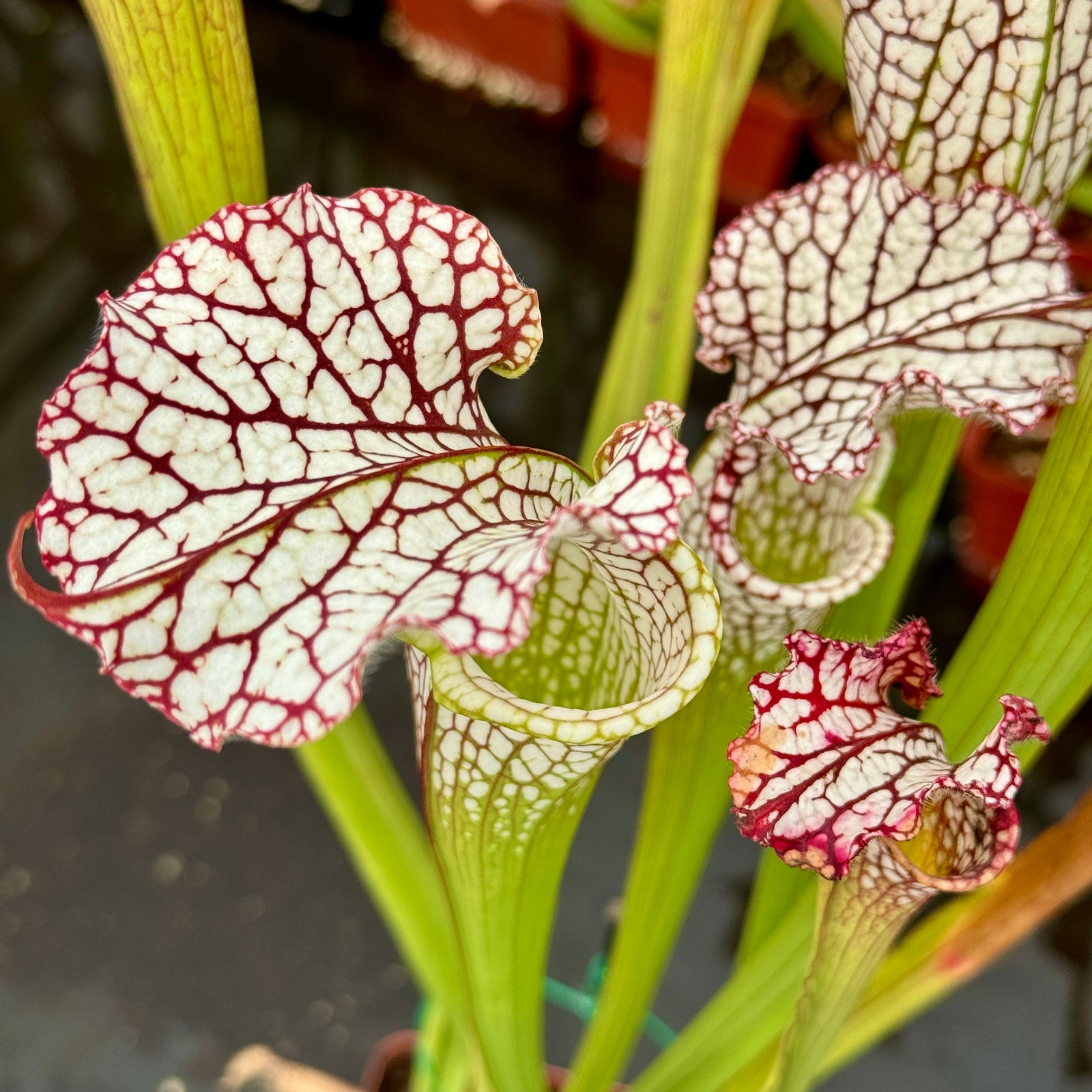 Trumpet Pitcher, Sarracenia 'Sarracenia (106)' -   - Carnivorous Plant
