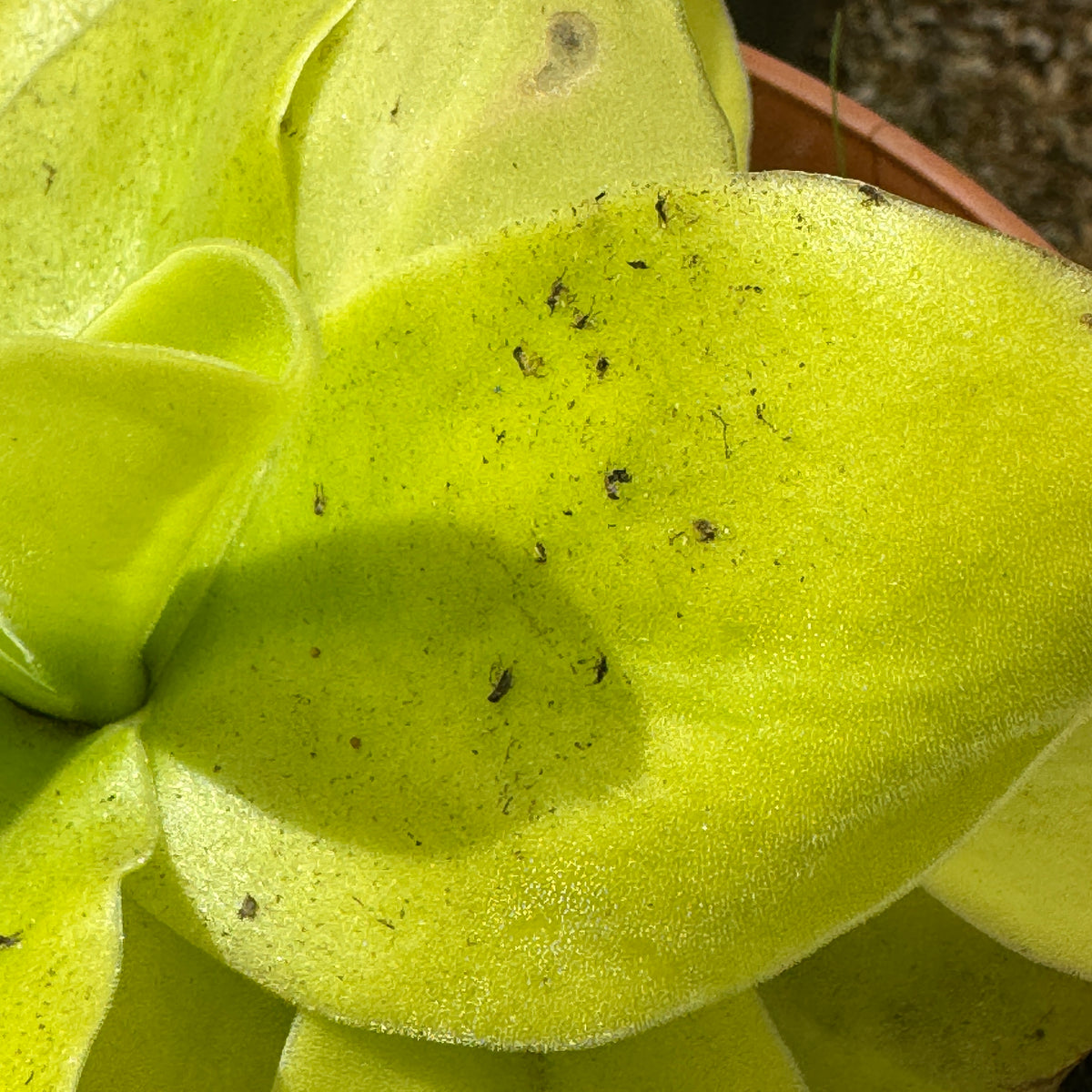Butterwort, Pinguicula gigantea
