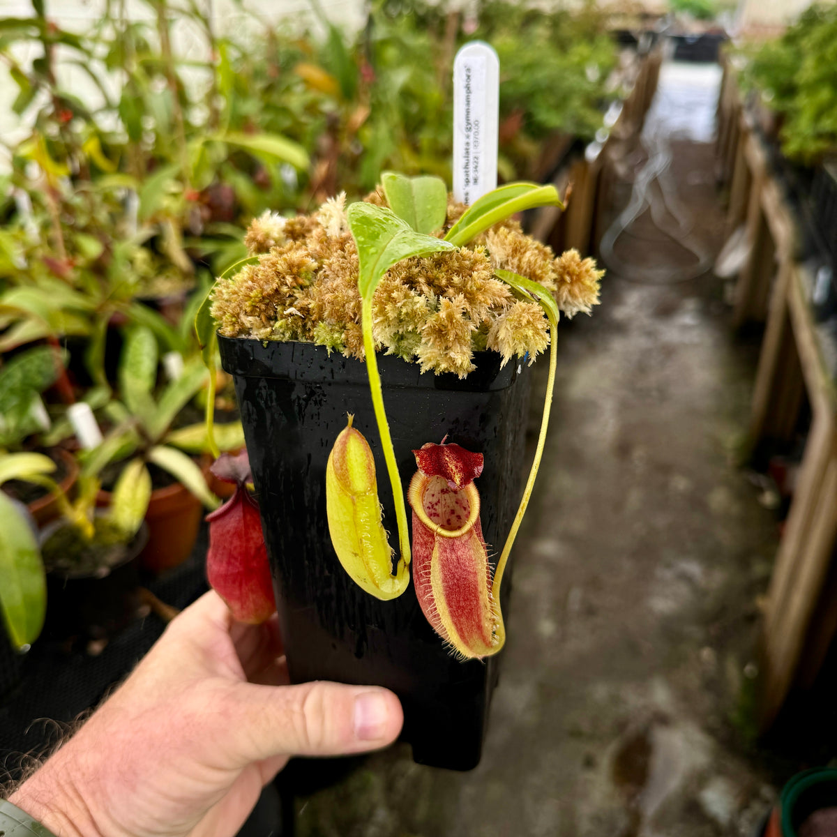 Tropical Pitcher, Nepenthes 'spathulata x gymnamphora,' BE-3422 by Nepenthes