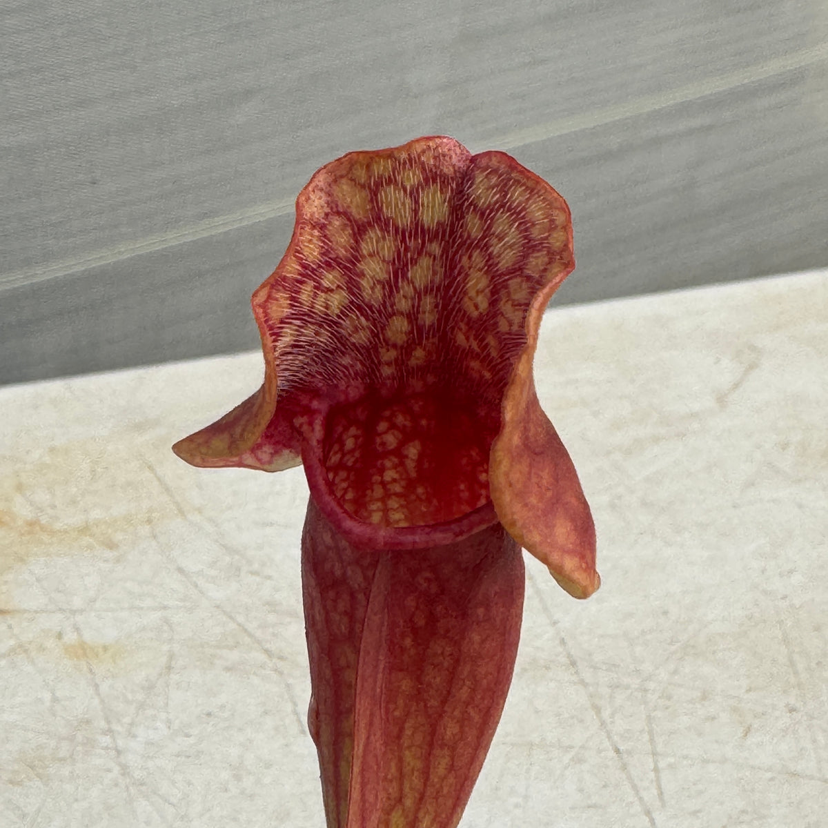 Trumpet Pitcher, Sarracenia “Khayakazi” - - Carnivorous Plant