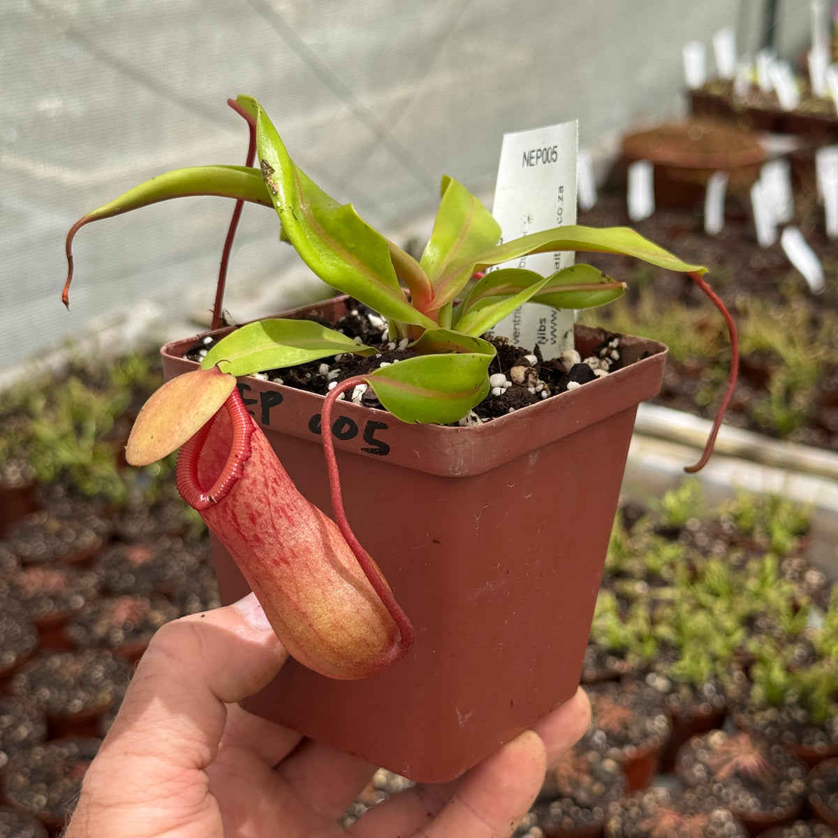 Tropical Pitcher, Nepenthes 'Nibs' - 5-9cm leaf span in 9cm plastic container - Carnivorous Plant