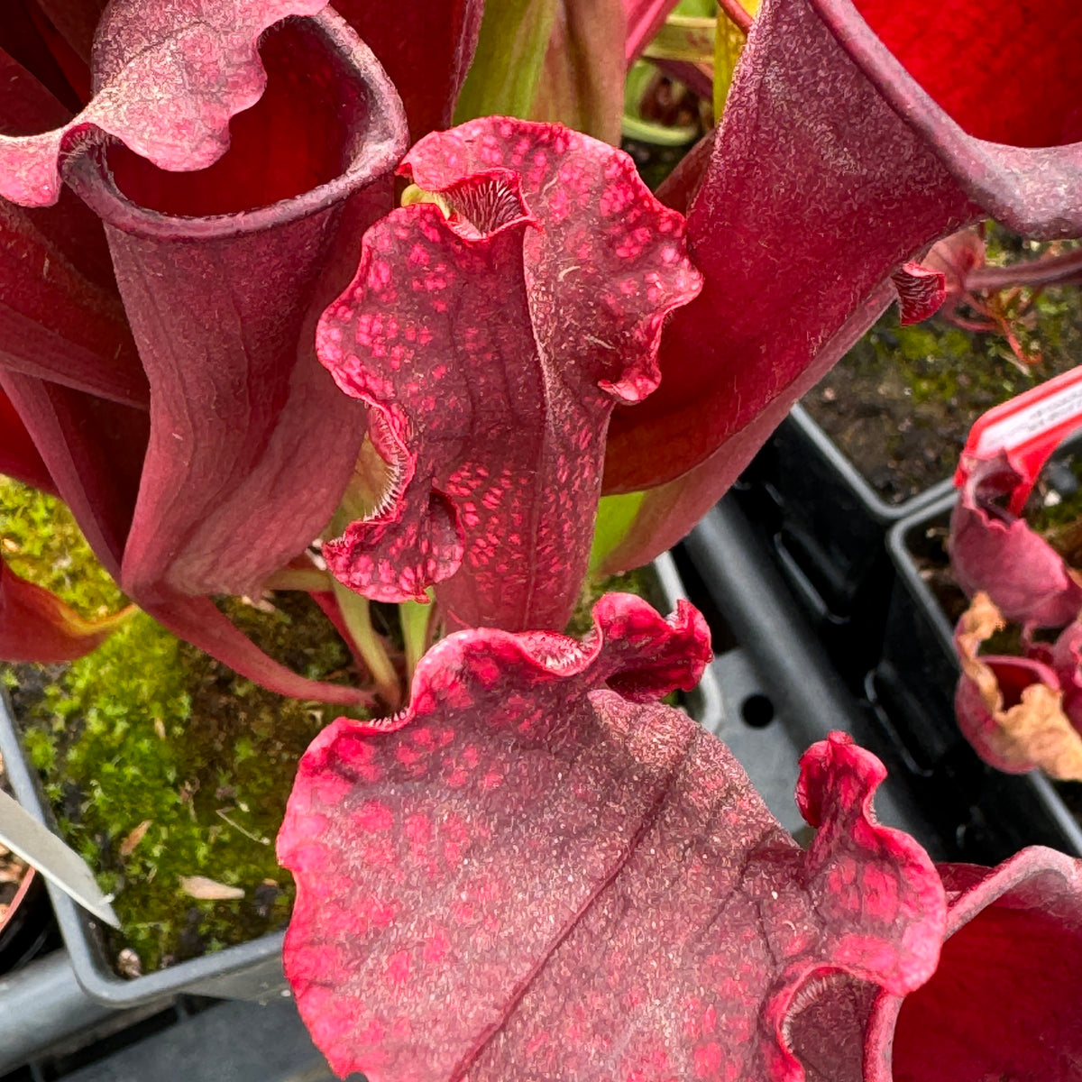 Trumpet Pitcher, Sarracenia 'Sarracenia (64)' by Sarracenia
