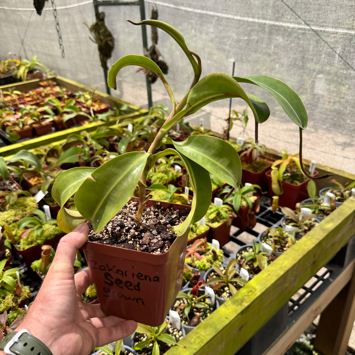 Tropical Pitcher, Nepenthes 'Zakariana,' seed grown. by Nepenthes