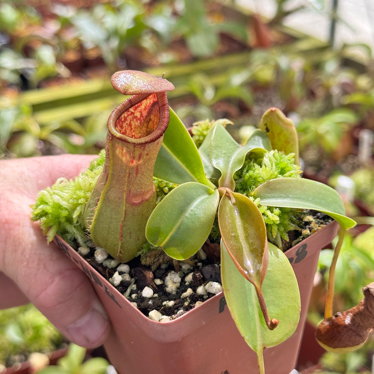 Tropical Pitcher, Nepenthes 'ventricosa x truncata' - - Carnivorous Plant