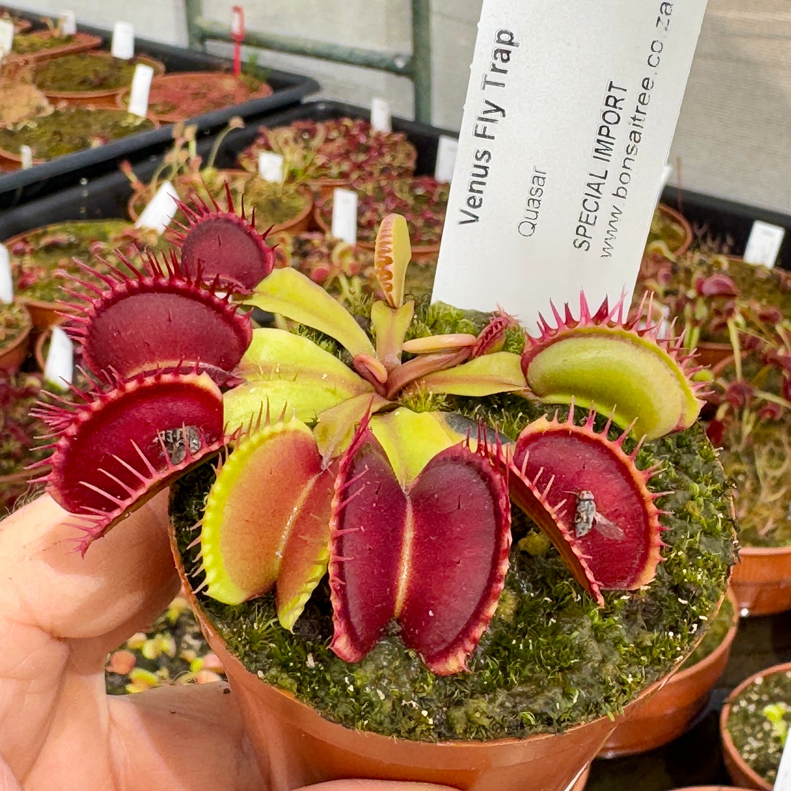Venus Fly Trap, 'Quasar.' Special Import. - - Carnivorous Plant