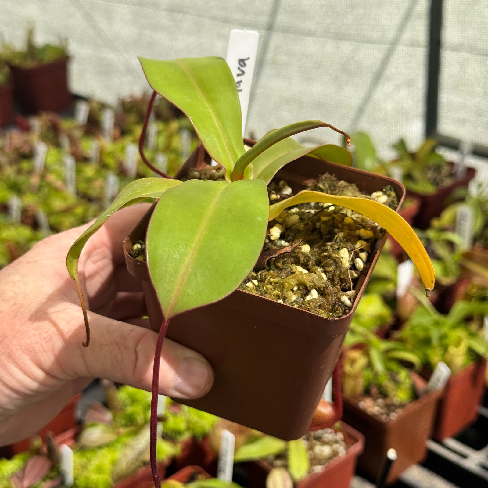 Tropical Pitcher, Nepenthes 'Ventricosa x Sibuyanensis x Flava.' by Nepenthes