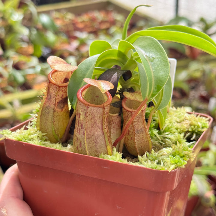 Tropical Pitcher, Nepenthes assorted seed grown hybrids by Nepenthes