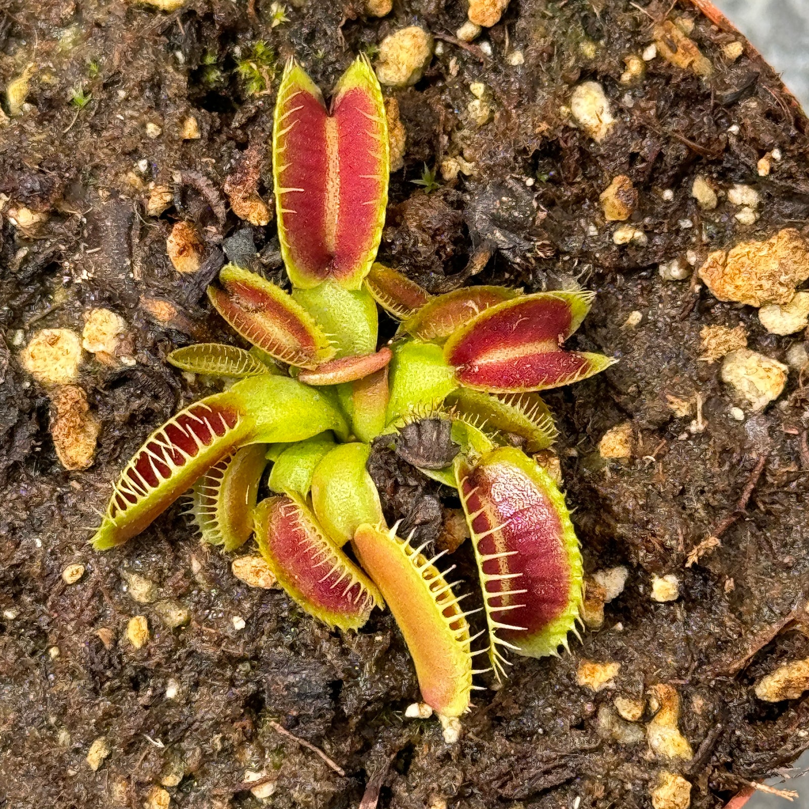 Venus Fly Trap, 'Kleopatra.' Special Import. -   - Carnivorous Plant