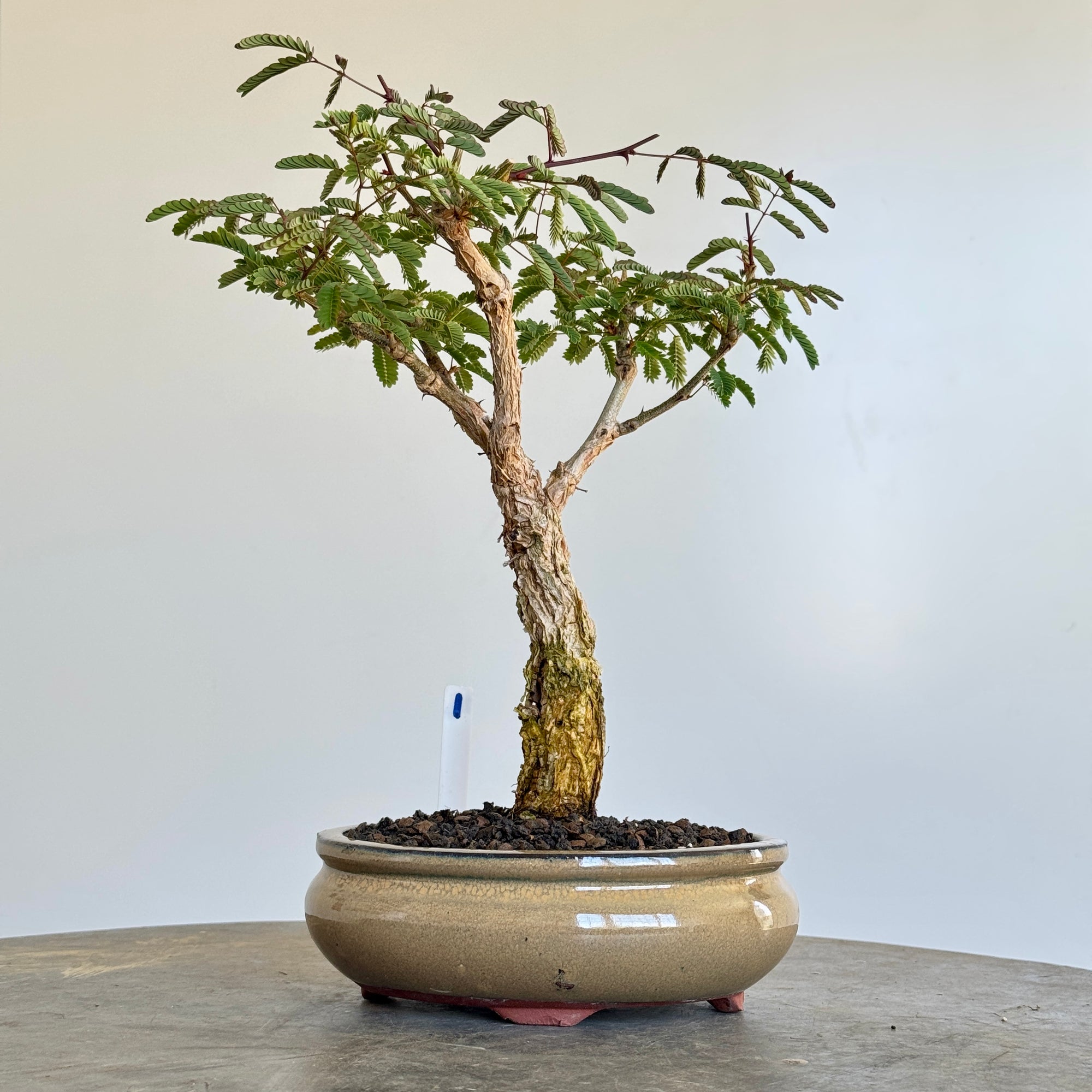 Acacia galpinii, Monkey Thorn