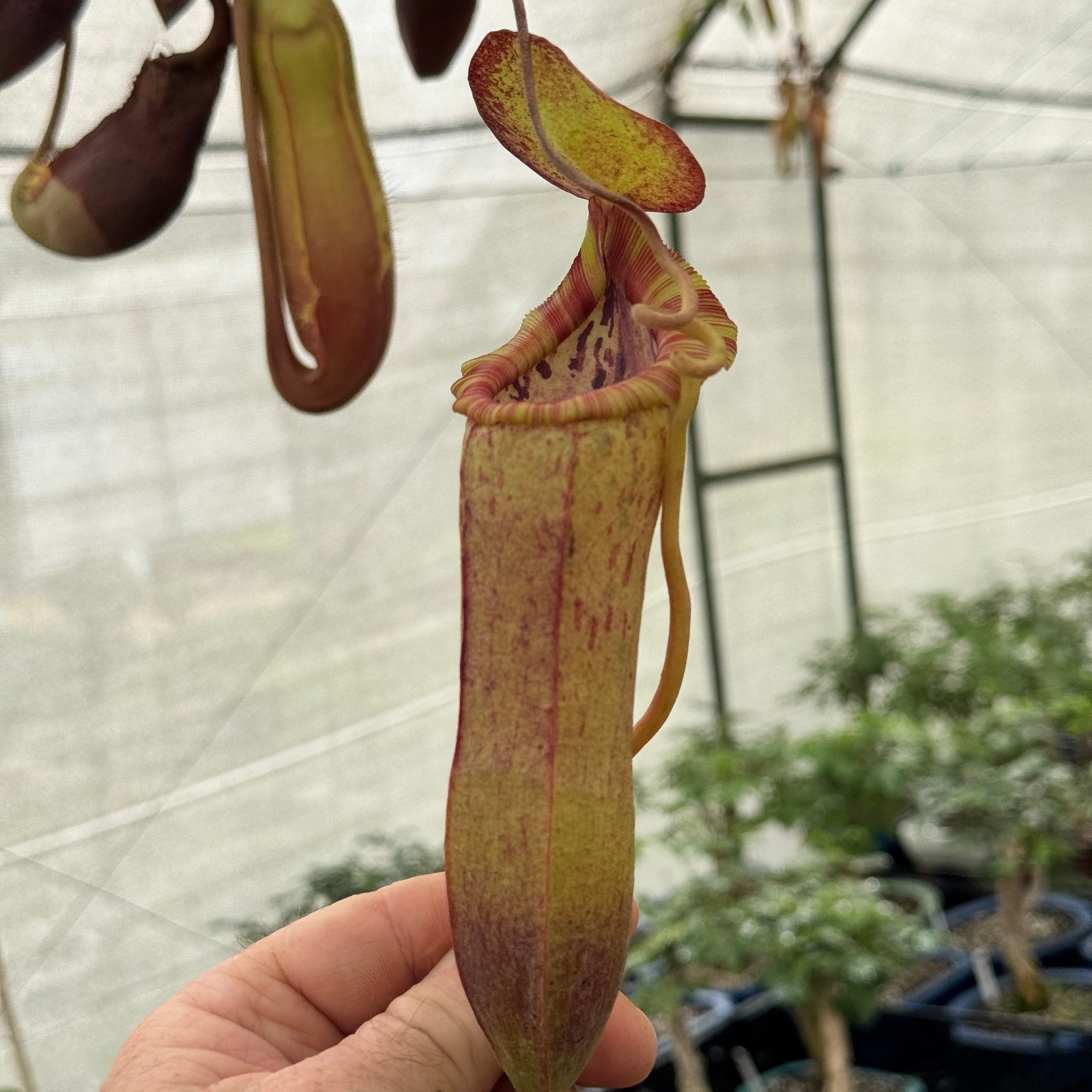 Tropical Pitcher, Nepenthes 'Mr Smee' by Nepenthes