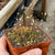 Bladderwort, Utricularia bisquamata -   - Carnivorous Plant